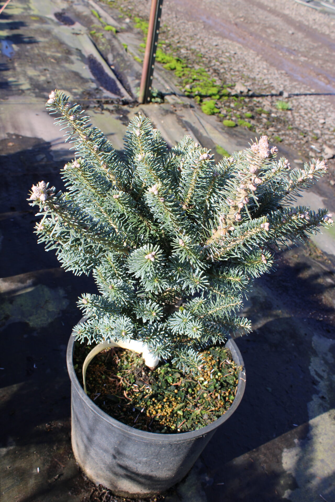 Abies koreana 